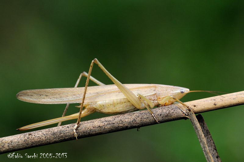 Ruspolia nitidula